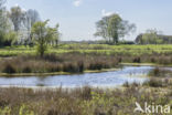 Lagieskamp Naardermeer