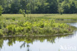 nature development