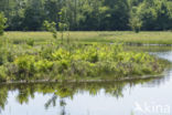 Lagieskamp Naardermeer