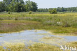 Lagieskamp Naardermeer