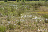 Veenpluis (Eriophorum angustifolium)