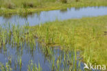 Lagieskamp Naardermeer