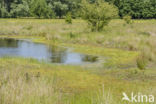 Lagieskamp Naardermeer