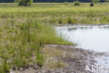 Lagieskamp Naardermeer