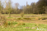 Lagieskamp Naardermeer