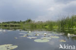 Witte waterlelie (Nymphaea alba)