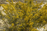 Gaspeldoorn (Ulex europaeus)