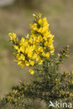 Common Gorse (Ulex europaeus)