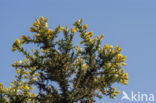 Common Gorse (Ulex europaeus)