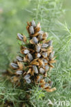 Common Gorse (Ulex europaeus)