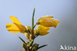 Gaspeldoorn (Ulex europaeus)