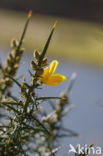 Common Gorse (Ulex europaeus)