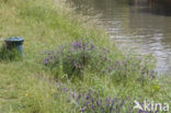 Fodder Vetch (Vicia villosa)