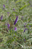 Bonte wikke s.l. (Vicia villosa)