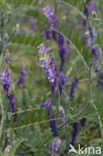 Bonte wikke s.l. (Vicia villosa)