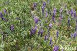 Fodder Vetch (Vicia villosa)