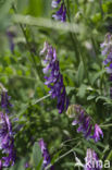 Bonte wikke s.l. (Vicia villosa)