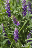 Fodder Vetch (Vicia villosa)