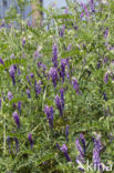 Bonte wikke s.l. (Vicia villosa)