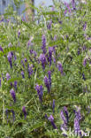 Fodder Vetch (Vicia villosa)