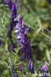 Bonte wikke s.l. (Vicia villosa)