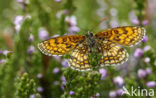 Meadow Fritillary (Melitaea parthenoides)