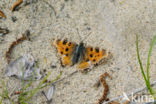 Large Tortoiseshell (Nymphalis polychloros)