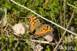 Large Tortoiseshell (Nymphalis polychloros)