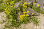 British Fleabane (Inula britannica)