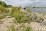 British Fleabane (Inula britannica)