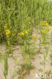 Engelse alant (Inula britannica)