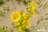 Engelse alant (Inula britannica)