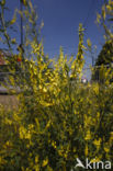 Ribbed Melilot (Melilotus officinalis)