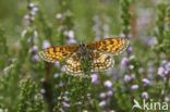 Meadow Fritillary (Melitaea parthenoides)