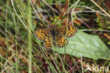 Westelijke parelmoervlinder (Melitaea parthenoides)