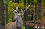 Red Deer (Cervus elaphus)