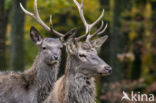 Red Deer (Cervus elaphus)