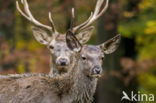 Red Deer (Cervus elaphus)