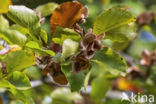 Beuk (Fagus sylvatica)