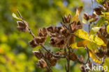 Beuk (Fagus sylvatica)