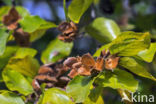 Beech (Fagus sylvatica)