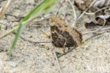 Large Tortoiseshell (Nymphalis polychloros)