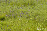 Meadow Thistle (Cirsium dissectum)