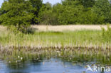 Witte waterlelie (Nymphaea alba)