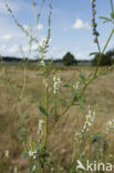 Witte honingklaver (Melilotus albus)