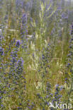 White Melilot (Melilotus albus)