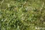 White Melilot (Melilotus albus)