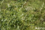 Witte honingklaver (Melilotus albus)