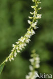 White Melilot (Melilotus albus)