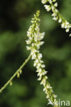 White Melilot (Melilotus albus)